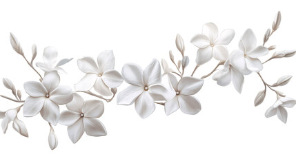 Jasmine Flowers for Traditional Worship and Home Decoration - Isolated on White Background