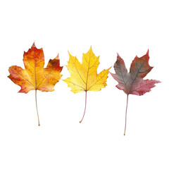 Fototapeta premium Three vibrant autumn leaves arranged on a transparent background showcasing seasonal colors of fall in nature, Three autumn leaves transparent background