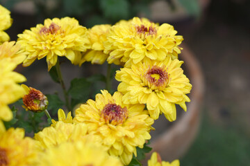 Beautiful Yellow red chrysanthemum flowers closeup in the winter garden, Closeup of Chrysanthemum flower, Field of the Yellow red Chrysanthemum, Beautiful Yellow red flower blooming in nature.