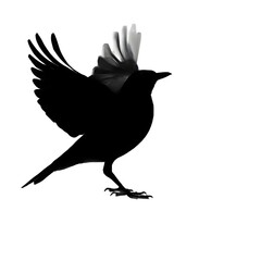 Obraz premium A silhouette of an american robin