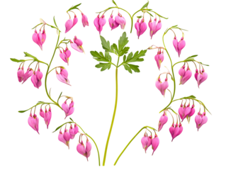 Vibrant Dicentra Plant with Green Leaves