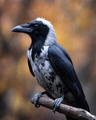 Fototapeta premium Stunning Closeup of a Pied Crow Perched on a Branch Against a Blurred Autumnal Background, showcasing its unique plumage and captivating gaze