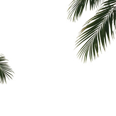 Fototapeta premium Palm Leaf Shadows On White Wall Isolated White