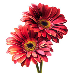 red gerber flowers isolated on transparent background png