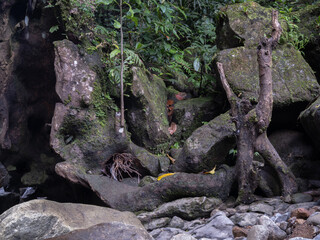 mossy river rocks with old tree roots. background for travel equipment sales products