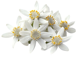 Obraz premium Wild Edelweiss Flowers Growing Outdoors