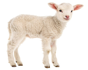 Obraz premium Young sheep looking at camera isolated on transparent background 