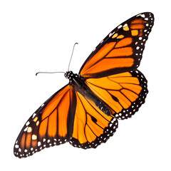 Naklejka premium butterfly isolated on transparent background