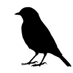 A silhouette of an eastern bluebird