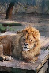 Majestic lion resting in the sun at wildlife sanctuary