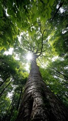 Fototapeta premium Sunlight filtering through dense forest canopy, highlighting a towering tree trunk