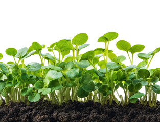 Growing microgreens in soil garden plant cultivation fresh environment isolated on transparent background