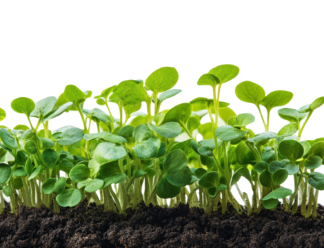 Growing microgreens in soil garden plant cultivation fresh environment isolated on transparent background