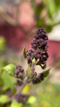 A sprig of undissolved lilac swings in the wind. Macro shooting. The concept of spring, flowering trees
