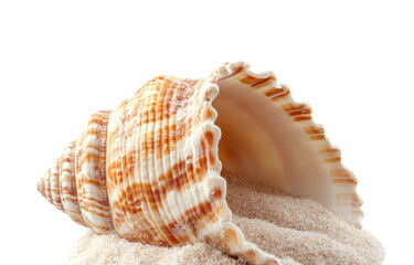 Seashell discovery on sandy beach nature scene macrophotography tranquil isolated on transparent background