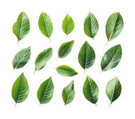 Green leaves arrangement nature botanical aesthetic view isolated on transparent background