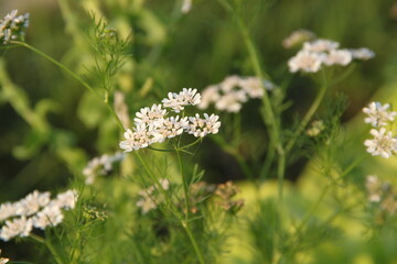 Close up photo of green coriander