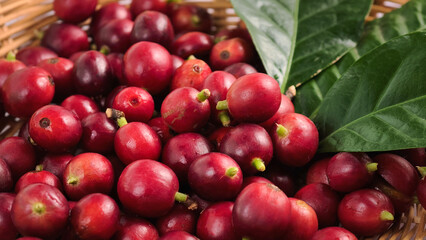 Red ripe coffee in a basket