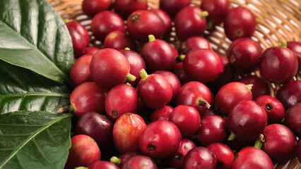 Red ripe coffee in a basket