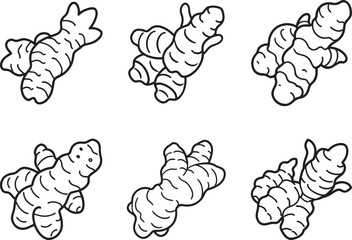 set of fresh ginger line art, black outline, vector and illustration, coloring book page line art drawing