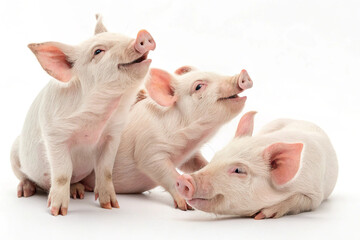 pig images with white background