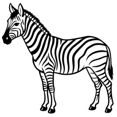 Detailed Zebra Line Drawing