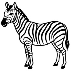 Detailed Zebra Line Drawing