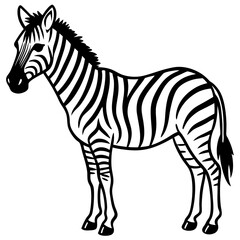 Detailed Zebra Line Drawing