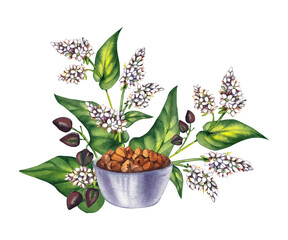 Buckwheat plant watercolor hand drawn. Buckwheat set cereal roasted with leaves, flowers. Process of sowing field buckwheat plant