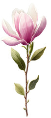 Beautiful magnolia bloom with delicate pink petals and detailed green leaves isolated PNG