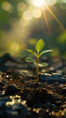 Young sprout emerging from soil, sunrise, nature