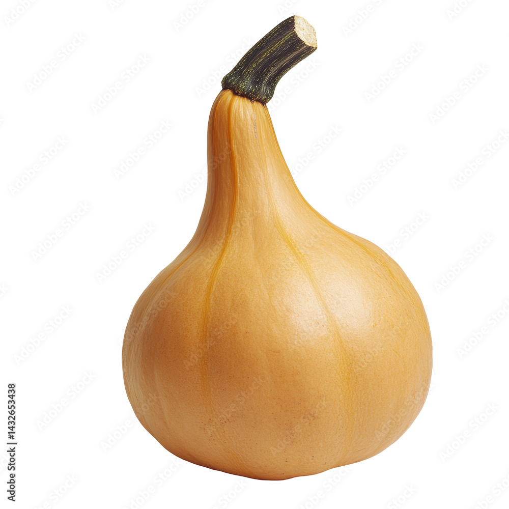 Poster fresh butternut squash on a transparent background showcasing its unique shape and vibrant color, bu
