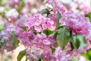 Close-Up of Pink Blossoms on a Apple Tree in Full Bloom