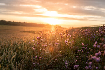 Tranquil Meadow of Thistles at Golden Sunset Hour
