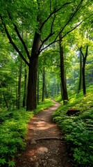 Sunlit forest path through lush greenery