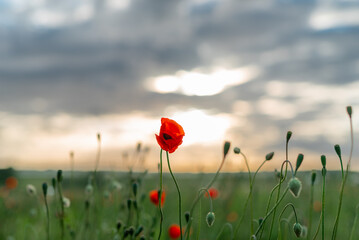 Vivid Red Poppies Blooming in a Serene Green Field at Sunset