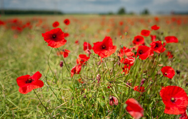 Beautiful Field of Red Poppy Flowers on a Cloudy Day