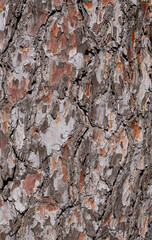 pine tree bark texture close up background.