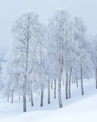 Winter Wonderland: Frost-Covered Birch Trees in a Snowy Landscape