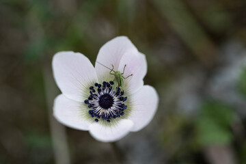 Anemone. White anemone flower in the sun on a green background
