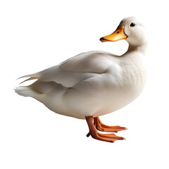 Obraz premium White Domestic Duck Walking On Clean White Background