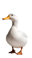 Fototapeta premium White Domestic Duck Walking On Clean White Background