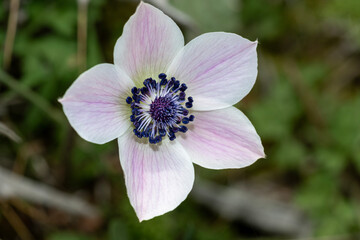 Anemone. White anemone flower in the sun on a green background
