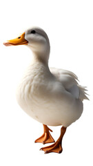 Fototapeta premium White Domestic Duck Walking On Clean White Background
