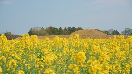 宮崎県西都市の西都原古墳群の菜の花