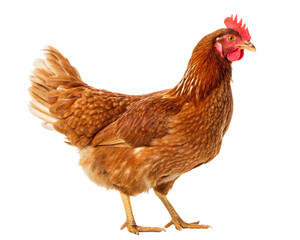 Fototapeta premium Full body of brown chicken hen standing isolated transparent background 