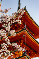 Cherry blossoms frame a vibrant pagoda in Japan during a serene spring afternoon near Kyoto