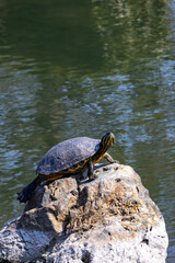 Obraz premium Turtle basking on a sunlit rock by a serene pond in Japan's natural landscape during a bright afternoon