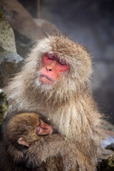Japanese snow monkeys embrace in warmth at a serene hot spring during a chilly winter day in the snowy mountains