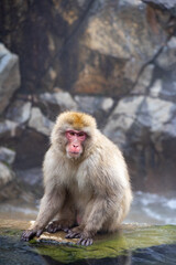 Majestic snow monkey perched on a rock amidst Japan's serene hot springs landscape